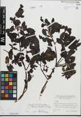 Foto von Salix mielichhoferi Saut.